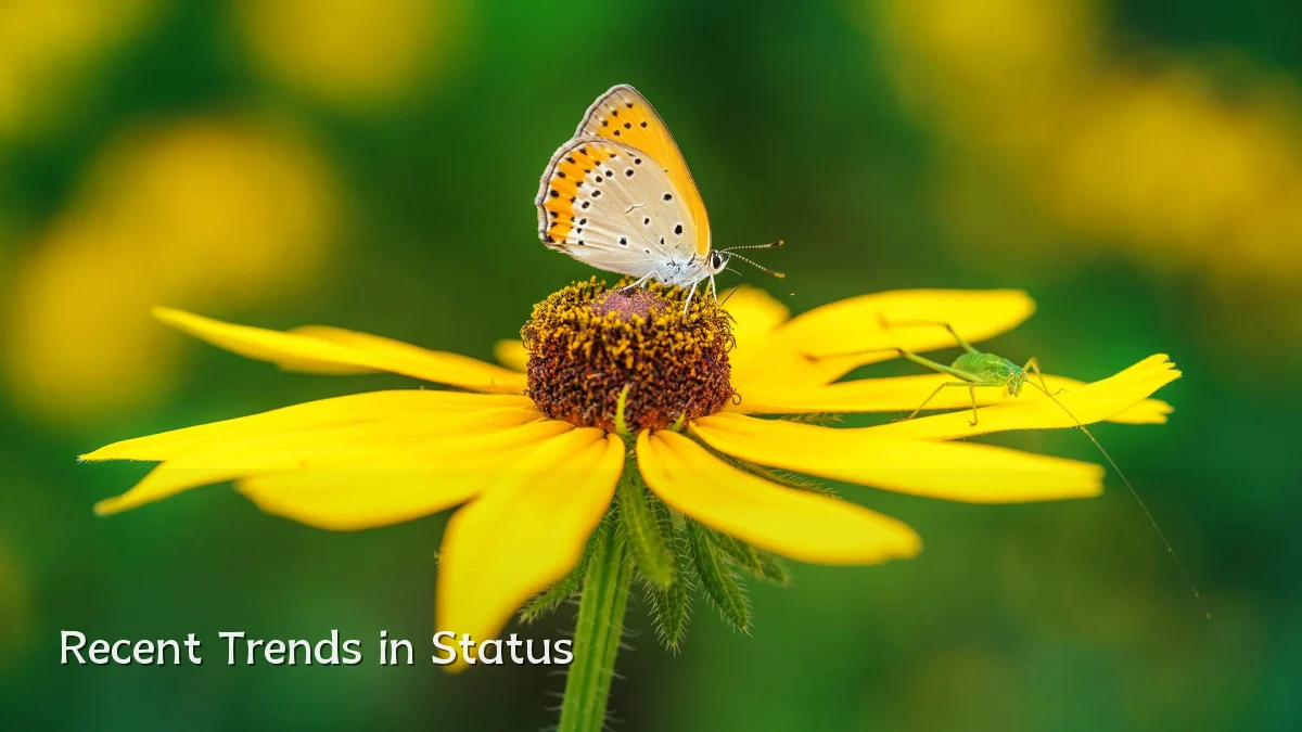 Recent Trends in Status